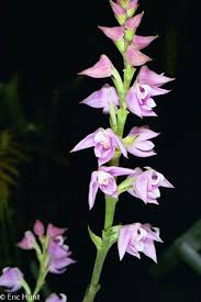 Image result for Polystachya valentina