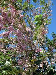 Image result for Gliricidia