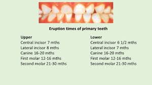 Tooth Eruption Dental Health Foundation