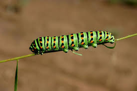 Black And White Striped Caterpillar Green Caterpillar Green Catterpillar Ad Green Caterpillar Catterpillar Ad Green Stock Photos Caterpillar
