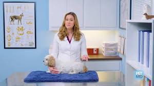 Determining The Best Age At Which To Spay Or Neuter A Dog Petmd