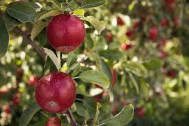 Bare root fruit trees are fruit trees sold with no dirt around the roots. How To Grow Fruit Trees Marshalls