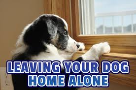 Formal dog training has traditionally been delayed until 6 months of age. Leaving Your Dog Home Alone 8 12 24 Hours Houndgames
