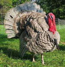 Birds That Look Like Turkeys Our Blue Slate Tom Turkey Breeds Pet Birds Beautiful Birds