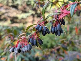Image result for Berberis julianae