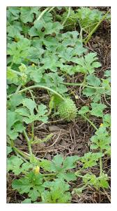 Image result for Cucumis anguria