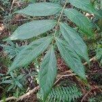 Image result for Cnestis polyphylla