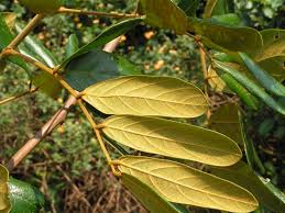 Image result for Leptoderris