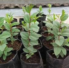 Pokok bidara ini saya beli di pasar tani. Bibit Daun Bidara Buah Bidara Khasiat Daun Bidara Bagi Kesehatan