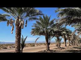 An oasis of date palm trees in the mojave desert. Date Palm Production In Coachella Valley In Southern California Youtube