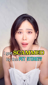 OMGGG I ALWAYS THOUGHT @kuddlykaya WAS A POMSKY BUT TURNS OUT I GOT  SCAMMEDDD 💀💀. This be giving those circlesDNA (no not sponsored) vibes  but for dogs