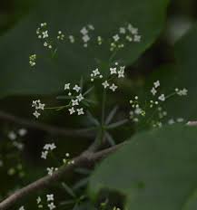 Image result for Galium simense