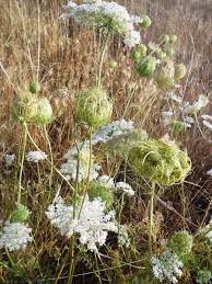 Image result for Daucus