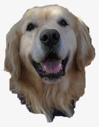 Maybe you would like to learn more about one of these? Golden Png Download Transparent Golden Png Images For Free Page 9 Nicepng