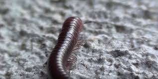 As millipedes feed on decaying vegetation, avoid leaving root crops, degrading flower bulbs, and overly ripe fruit on wet ground, as this will immediately become a food source for them. Information About Millipedes All You Need To Know About Diplopoda Nexles