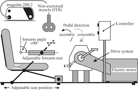 Identify the main muscles of the body, using the accompanying diagram; Global Corticospinal Excitability As Assessed In A Non Exercised Upper Limb Muscle Compared Between Concentric And Eccentric Modes Of Leg Cycling Scientific Reports