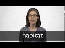 In ecology, the term habitat summarises the array of resources, physical and biotic factors that are present in an area, such as to support the survival and reproduction of a particular species. Habitat Definition Und Bedeutung Collins Worterbuch