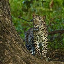 National Geographic On Instagram Stevewinterphoto Natgeo First Leopard I Saw One Morning In Yala National Park Srilanka I M Just Finished Shooting My Wo