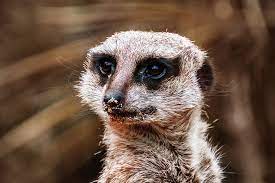 Animal bites are common worldwide and may be associated with significant morbidity. France Saint Aignan Sur Cher Zooparc De Beauval Brown Eyes Nose White Tiny Piqsels