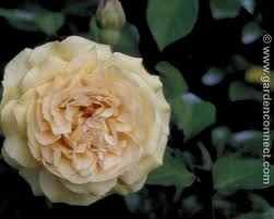 Find help and information on rosa 'buff beauty' rose hybrid musk rose, including varieties and pruning advice. Rose Plant Finder Knights Garden Centres