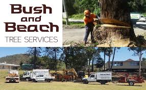 Tree removal sunshine coast about us our services palm tree removal tree removal stump removal & grinding regular tree maintenance checks tree restoration and transfers tree. Bush And Beach Tree Services