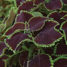 Image result for Coleus buchananii