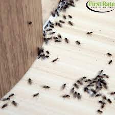 First Rate Pest Control Solutions How To Get Rid Of Ants? New York Ant  Control Experts | First Rate Pest Solutions