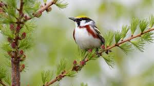Beautiful birds wallpapers wallpaper wednesday. Bird Wallpapers Hd Pixelstalk Net