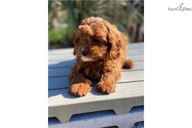 Heidi's cavapoo & cockapoo puppies. Cavapoo Puppy For Sale Near Dallas Fort Worth Texas Bbd2519d 78e1