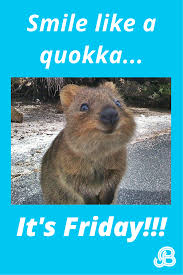 Smile Like A Quokka It S Friday Tgif Friday Memes Quokkas Inspirational Quokka Happy Animals Animal Quotes