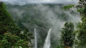 Macox, linux, windows, android, ios and many others. Rain Forest Wallpapers Walldevil Best Free Hd Desktop And Desktop Background