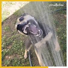 Submerge your dog in cool water (avoid cold water, which constricts blood vessels) or apply ice packs or cold towels to your dog's chest, neck, and head. Try Not To Laugh Dog Tries To Bite Water Splashing Out Of Hose Facebook