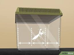 Every winter, i collect praying mantis egg cases from my folks' property and scatter them. 3 Ways To Make A Praying Mantis Habitat Wikihow