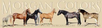 Image result for Light Buckskin 1990 Colt