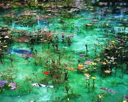 モネの池の画像