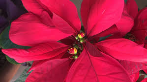 We did not find results for: Poinsettia Rash