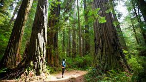 This guide shares everything you need to know to plan a trip to best things to do in redwood national park. Redwood National Park The Complete Guide