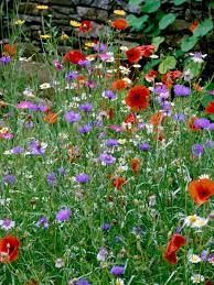 Plus enjoy months of flowers on your lawn? How To Grow A Wildflower Garden The Garden Glove