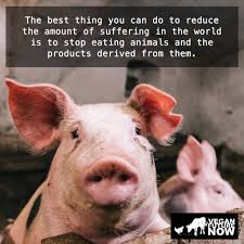 Vegansofinstagram Crueltyfree Plantbased Veganlifestyle Veganism Vegan Govegan Animalrights Veganlife Veg Vegan Animals Animal Activism Animal Quotes