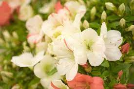Azalea Fragility Patience Chinese Symbol For Womanhood Random List Of Flowers Flower Meanings Flowers