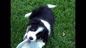 English and scottish settlers in the american colonies brought farm dogs with them. English Shepherd Puppies Cute Youtube