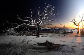 Image result for Light Driftwood 1994 Shadow