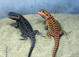 Baby Black Bearded Dragon For Sale Black Translucent Italian Leatherback Faunaclassifieds Baby Bearded Dragon Bearded Dragon Cute Bearded Dragon Funny