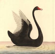 Risultati immagini per il cigno nero libro