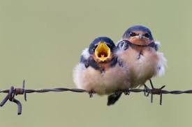 Baby Barn Swallows D Pet Birds Animals Beautiful Birds