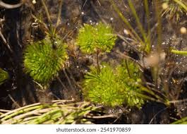 Image result for Genlisea