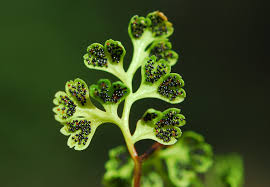 Image result for Anogramma leptophylla