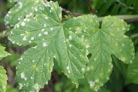 Check spelling or type a new query. White Spots On Squash Leaves Not Always Fatal Garden Eco