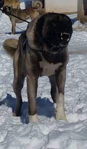 damizlik kangal erkekleri kangal kopegi kopek coban kopekleri