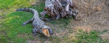 Alligator··this term needs a translation to english. é³„é±¼æ˜¯é±¼å— ä¸ºä»€ä¹ˆä¸æ˜¯é±¼ é±¼ç™¾ç§'